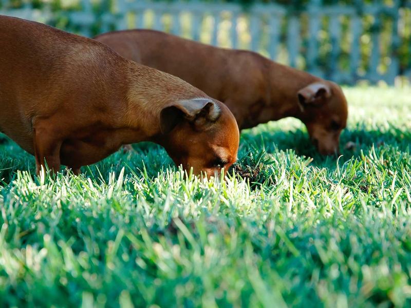sudoku concentration boost